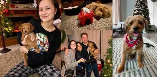 Keeping Your Pets Safe and Happy During the Holiday Season
