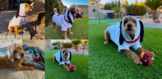 22° Forecasted in Las Vegas: How to Keep Your Pets Safe in Freezing Temperatures