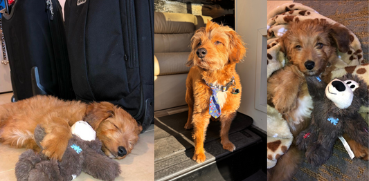 Keeping Pets Safe During an Evacuation: Tips and Resources