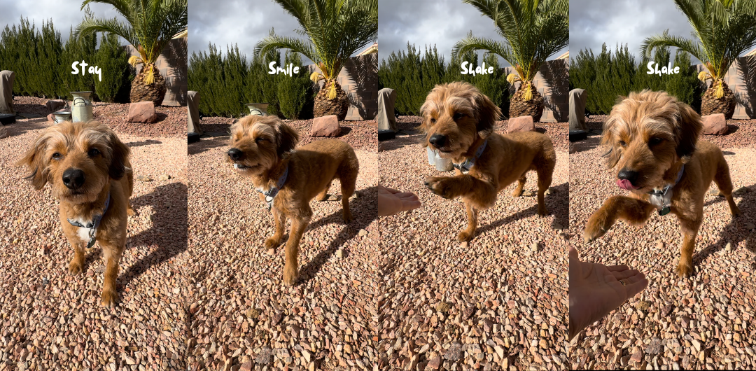 Bonding With Your Dog Through Fun Tricks