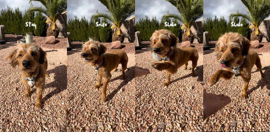 Bonding With Your Dog Through Fun Tricks