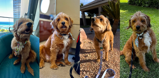 Tooyeh Tui with Tui's Ties - 8 Tips for Taking the Perfect Photo of Your Pet
