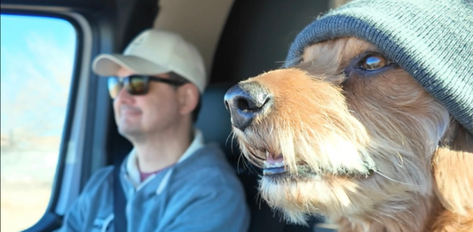 Paws and Celebrate: Making Your Pet Part of the Holiday Magic