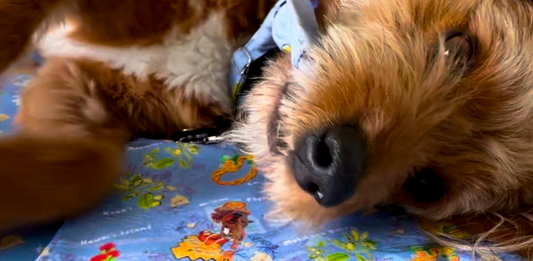 Fireworks and Furry Family Members: Keeping Your Pets Calm and Safe on New Year's Eve