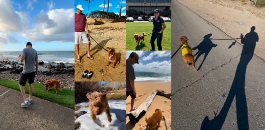 Winter Walks: How to Keep Your Pet Warm, Safe, and Why Not...Stylish