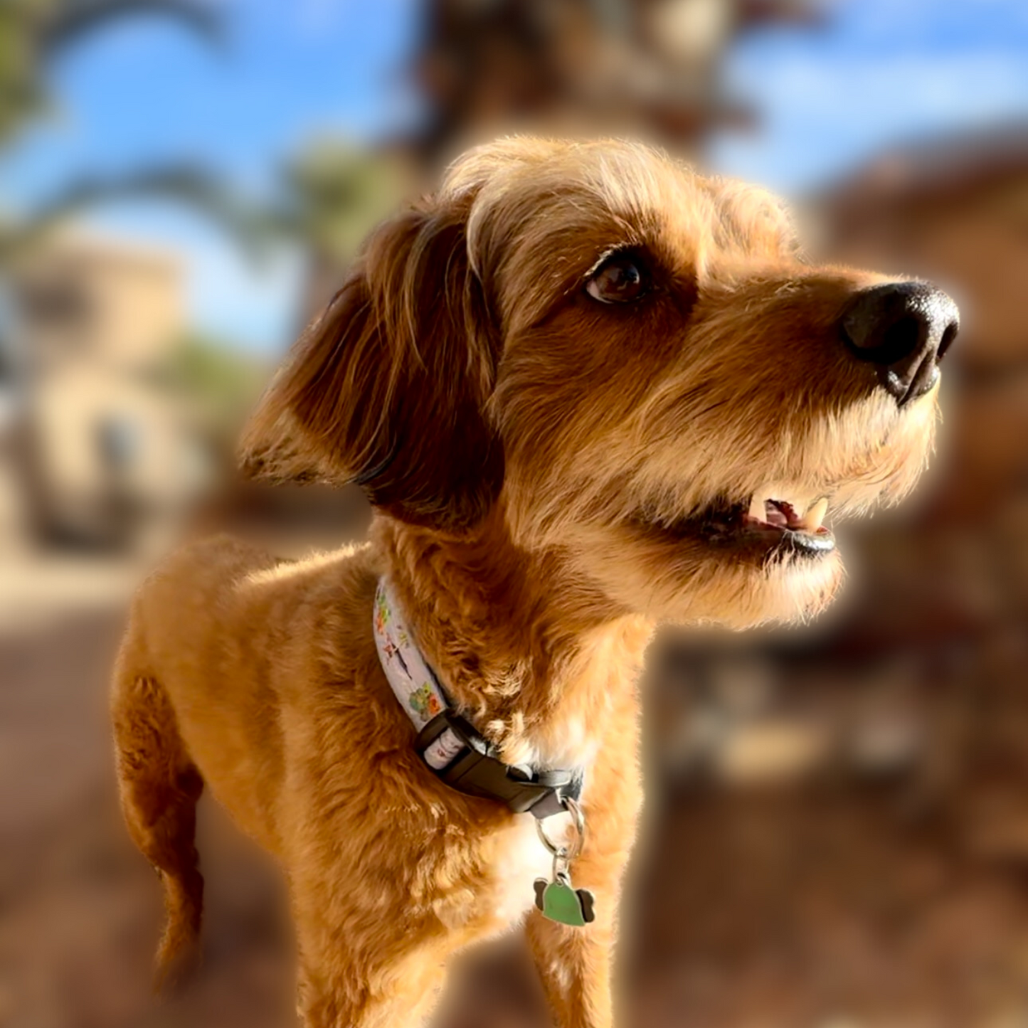 Tui's Ties Exclusive Kolohe Kai Eono Adjustable Dog Collar