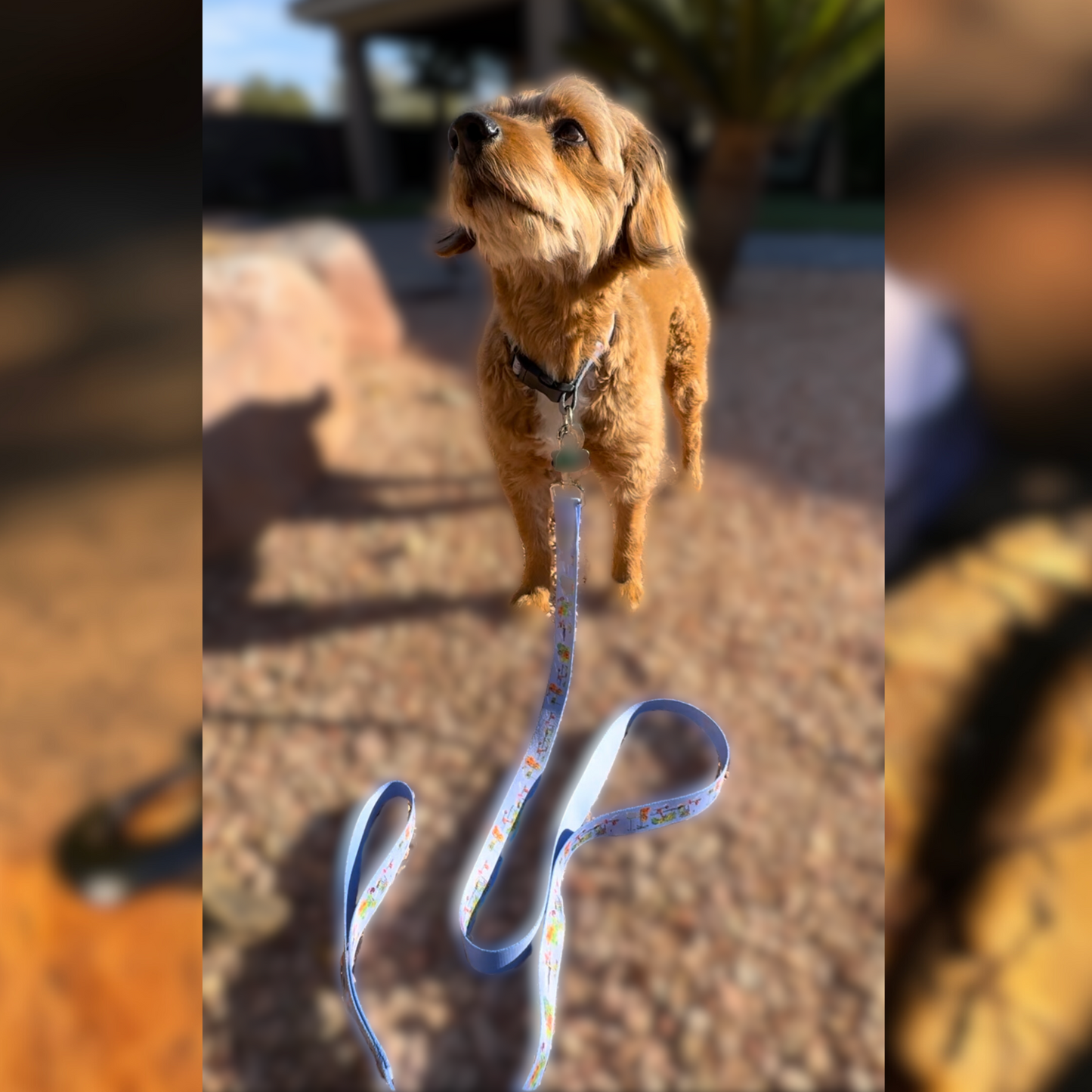 Tui's Ties Exclusive Kolohe Kai Eono Premium Pet Leash